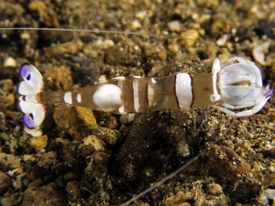 Ancylomenes magnificus